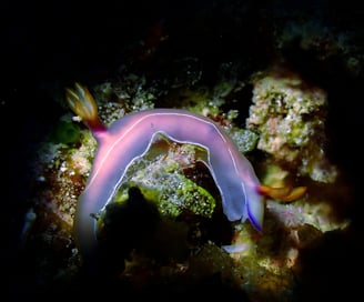 Colorful sea slug or nudibranch in Gili Trawangan Waters