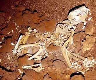 Fossil Marsupial Lion, thylacoleo carniflex, Flightstar Cave, Nullarbor
