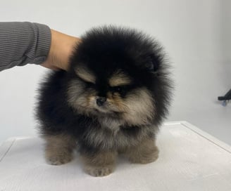 Teacup Pomeranian Puppies for Sale