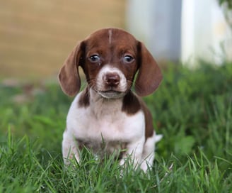 Dachshund Puppies for Sale