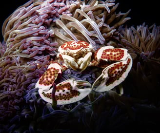 macro photo of anemone crab on coral reef in the Philippines – by Shawn Murphy