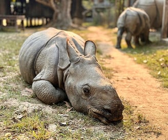 Baby Rhino at Chitwan national park - Nepal tour package