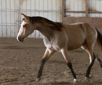 a buckskin horse