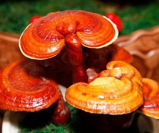 conjunto de setas reishi (ganoderma lucidum)