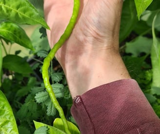 a long chilli pepper against a person's arm