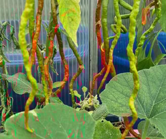 a bunch of peppers on a plant in a greenhouse