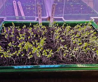 a tray of seedlings growing