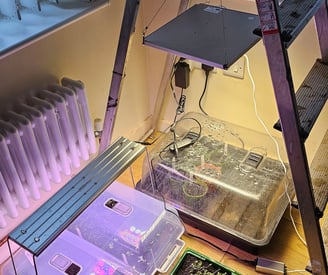 grow lights with seeds growing in a heated propagator