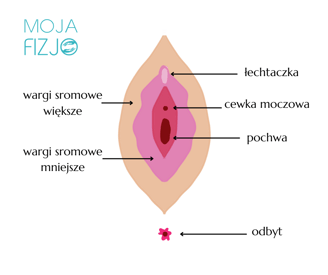 budowa sromu