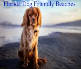 dog-friendly-vacation-spots-in-florida
