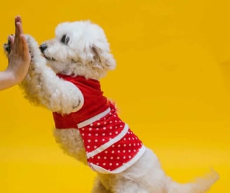 pets apparel