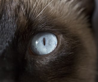 ojos azules gato siames