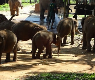 Sri Lanka East coast tour package