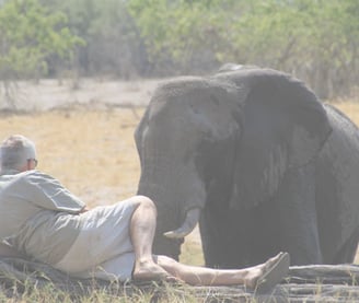 Rhino sitting in front of a bull elephant Savuti