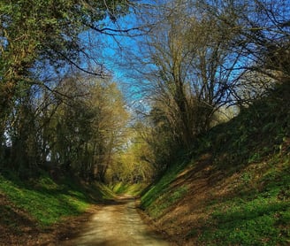 un chemin la forêt