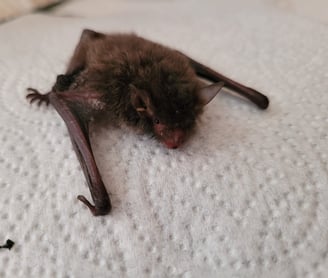 bat rescue found a bat injured Hereford