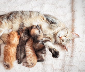 a cat nursing four kittens