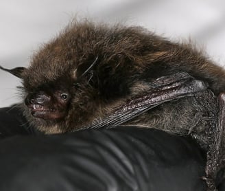 Whiskered bat Myotis mystacinus