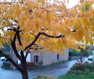 Cherry tree