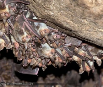 pipistrelli grotte di onferno, esplorazione grotte, eventi