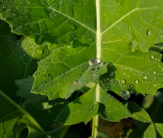 wet canola leaf