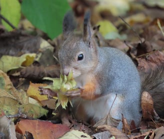 Eichhörnchen in Helsinki