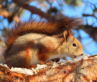 Eichhörnchen frisst Schnee