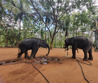 two elephants are standing in Sakrebyle Elephant Camp