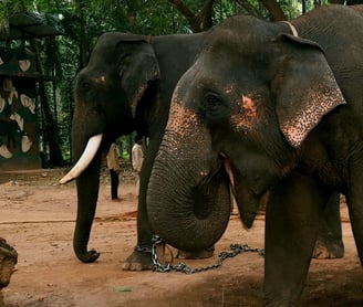 two elephants are standing in Sakrebyle Elephant Camp