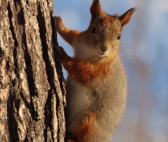 Eichhörnchen in Äkäslompolo