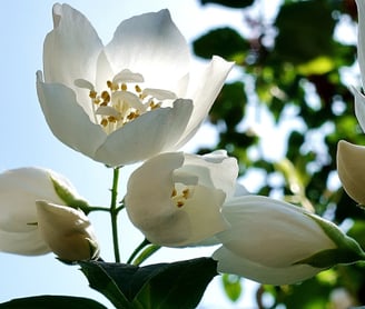 White flower ,sun. green leaves