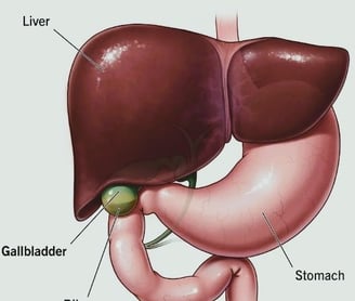 gallbladder