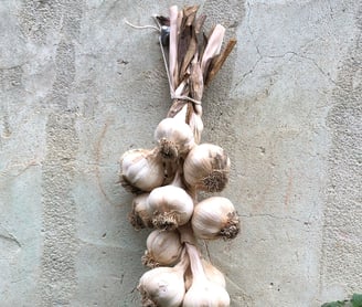 Plaited garlic from our garden