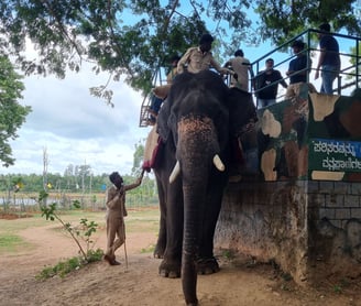 Elephant Safari in Sakrebyle Elephant Camp