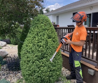 Ben shears an evergreen shrub