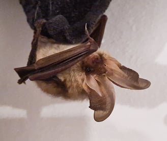 Brown long-eared bat Plecotus auritus