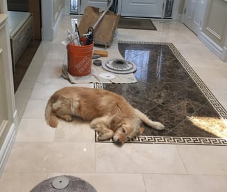 A dog napping after a hard day Marble Polishing