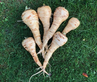 Our parsnips