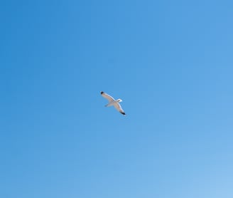 gaviota