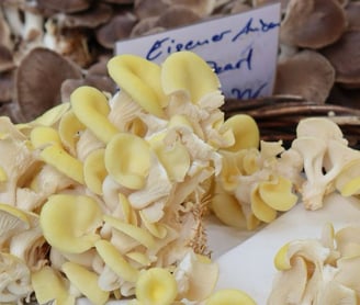 Pilze auf dem Markt