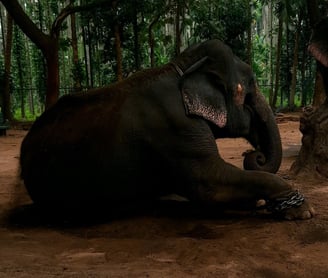 Elephant in Sakrebyle Elephant Camp