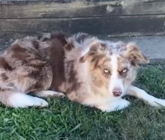 tri chocolate merle 