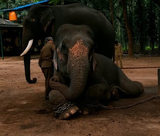 a man cleaning a Elephant in Sakrebyle Elephant Camp