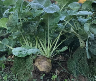 Rutabaga Swede we grow