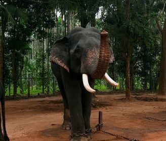 a elephant in Sakrebyle Elephant Camp