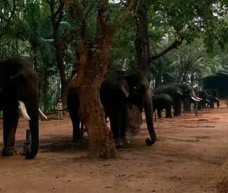 a herd of elephants in Sakrebyle Elephant Camp
