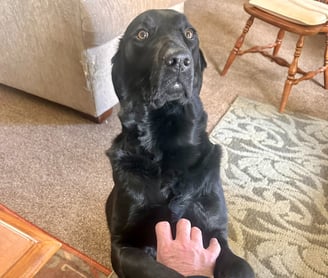 Black Lab in prayer position