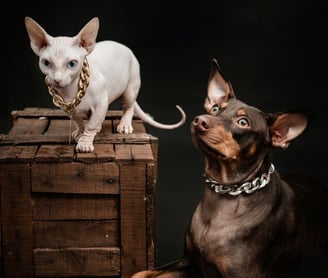 perdida de mascotas