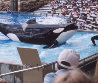 Inside SeaWorld Trainer Dawn Brancheau’s Death In The Jaws Of A Killer Whale