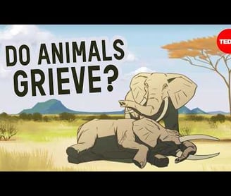 Can other animals understand death?